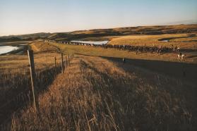 Photo of a field of tall green-brown grass. Lines of a fence move in towards the horizon. Ponds on either side of fence. A procession of people in the background