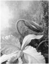 Black-and-white detail of a realistic painting; one large orchid flower blooms and a large bud above