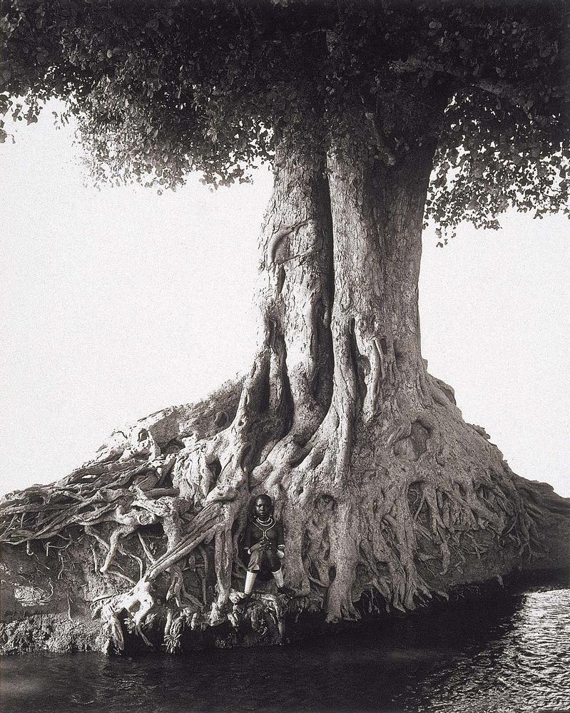 Nangini, Giant Fig Tree, Africa – Works – Museum of Fine Arts, Boston